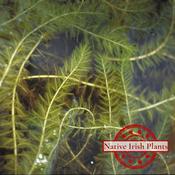 Myriophyllum Spicatum