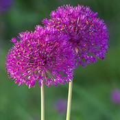 Allium Purple Sensation (100 Bulbs) image