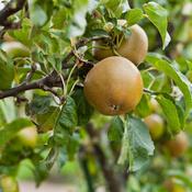 Native Apple Tree Ardcairn Russet B/R (120-130 cm) image