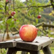 Native Apple Tree Lough of the Wexford B/R (110-120 cm)