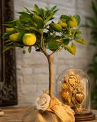 Citrus Lemon Tree (40–50 cm) image