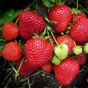 Fragaria Elsanta - Strawberry image