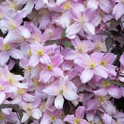 Clematis Montana Rubens (45-50 cm) image
