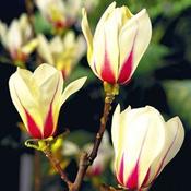 Magnolia Sunrise