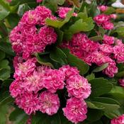 Crataegus Paul's Scarlet image