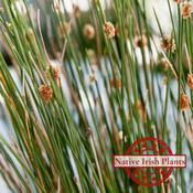 Juncus Inflexus