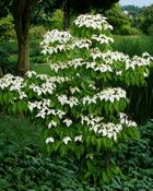 Cornus Kousa China Girl (70-80 cm) image