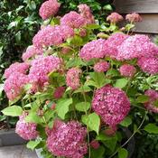 Hydrangea Arborescens Pink Annabelle image