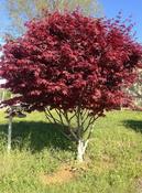 Acer Palmatum Bloodgood (7.5L Pot) image