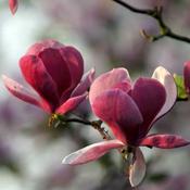 Magnolia Joe Mcdaniel image