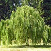 Salix Babylonica Pendula Weeping Willow image