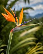 Strelitzia Bird of Paradise (15–20cm) image