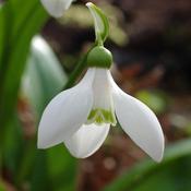 Snowdrops - Galanthus Woronowii (350 Bulbs) image