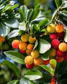 Arbutus Unedo "Strawberry Tree" (30-35 cm)