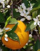 Citrus Orange Tree (80 cm) image