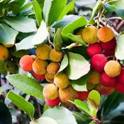 Arbutus Unedo "Strawberry Tree" image