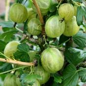Gooseberries Invicta - B/R (40-50 cm)