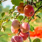 Native Apple Tree Ballinora Pippin B/R (110-120 cm)