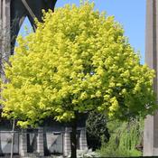 Acer Platanoides Princeton Gold image