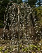 Kilmarnock Weeping Willow (100-110 cm)