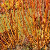 Cornus Sanguinea (Common Dogwood) - B/R (60-90 cm)