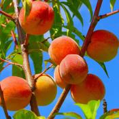 Prunus Persica Peregrine 2 Year Bush - B/R (150-160 cm)
