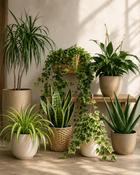 Air Purifying Plant Collection image