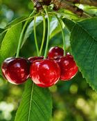 Prunus Avium Duo Cherry Tree (150-160cm) image