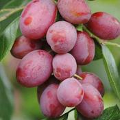 Prunus Domestica Victoria image