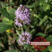 Mentha Aquatica image