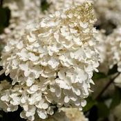Hydrangea Paniculata Silver Dollar image
