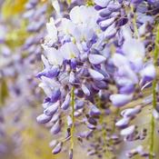 Wisteria Sinensis Prolific (2 Litre) image