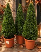 Buxus Sempervirens Cone (50-60 cm) image