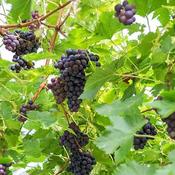 Vitis Vinifera Black Hamburg - Grape Vine image