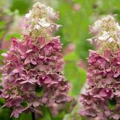 Hydrangea Paniculata Candlelight (25-30 cm) image