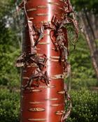 Prunus Serrula Tibetan Cherry (170-180 cm) image