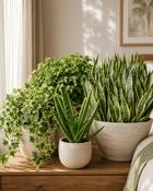Bedroom Plant Collection image