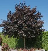 Acer Platanoides Crimson King (170-180 cm) image