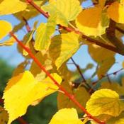 Tilia Cordata Winter Orange (170-180 cm) image