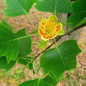 Liriodendron Tulipifera (100-110 cm)