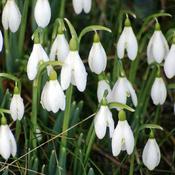 Galanthus Nivalis (150 Bulbs) image