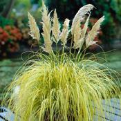 Cortaderia Selloana Gold Mini image