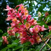 Aesculus Carnea Briotii image