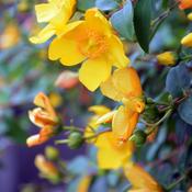 Hypericum Hidcote (25-30 cm) image
