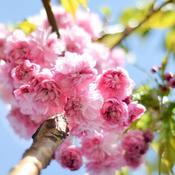 Prunus Kiku Shidare Sakura (170-180 cm) image