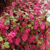 Ribes Sanguineum King Edward VII image