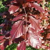 Fagus Sylvatica Purpurea (175 cm)