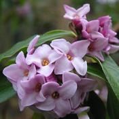 Daphne Odora Perfume Princess image