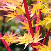 Acer Palmatum Sango-Kaku image