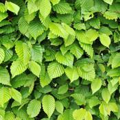 Carpinus Betulus (Hornbeam) - B/R (60-80 cm)
